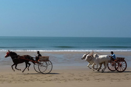 ... die recht flott und mit Ausdauer unterwegs sind, wie ich hier beobachten konnte