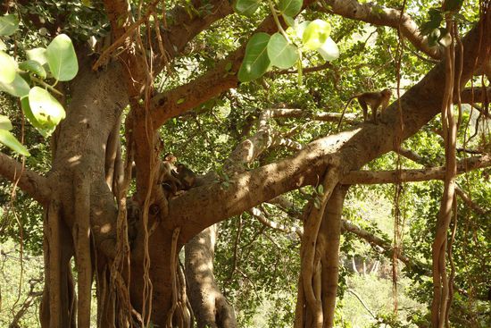 ein großer Baum mit Affen, die die Rangordnung klären