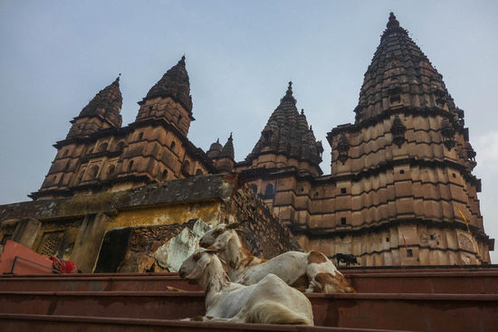 Im Ortszentrum der Chaturbhuj Tempel, 9.Jh, von vorne
(man beachte die Kuh hinter den 2 Ziegen)