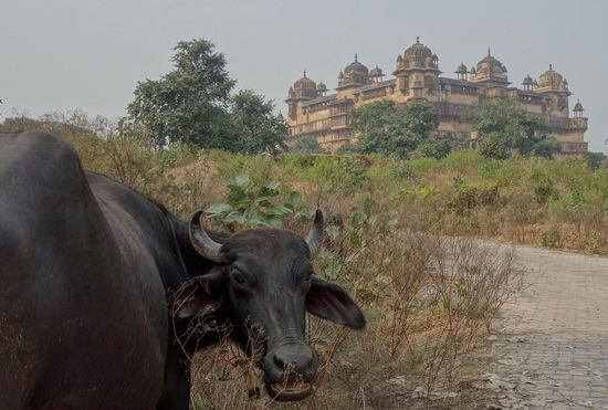 Einem spanischen Stier wäre ich nicht so nahe gekommen, die Wasserbüffel machen jedoch einen friedlichen Eindruck