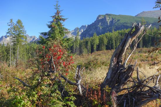 Der Orkan von 2004
Im November 2004 hatte ein schwerer Orkan ganze Waldgebiete umgelegt. Die Baumstämme sind inzwischen abtransportiert, aber noch immer trifft man auf ausgebleichte Baumwurzeln.