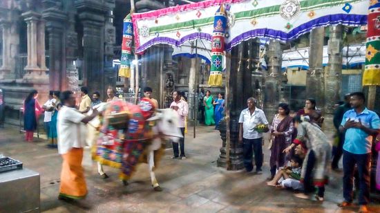 nach einer guten Wegstrecke hörten wir einiges Getöse sich uns nähern. Wir stellten uns möglichst unauffällig in eine Ecke. Eine Kuh kam vorbei