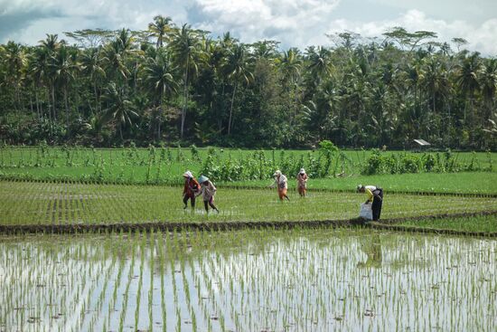 Die Gegend ist flach, man sieht viel Reisanbau