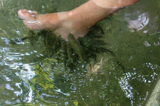 putzige Fische, ich halt mal meinen Fuß rein
Dies ist ein abgetrenntes Wasserbecken, wohl extra für Besucher angelegt