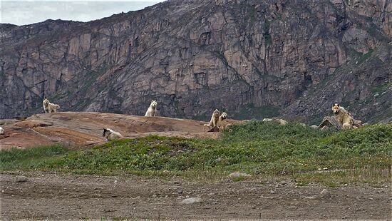 (Angekettete) Schlittenhunde beäugen uns neugierig. Kommt da potenzielle Beute?