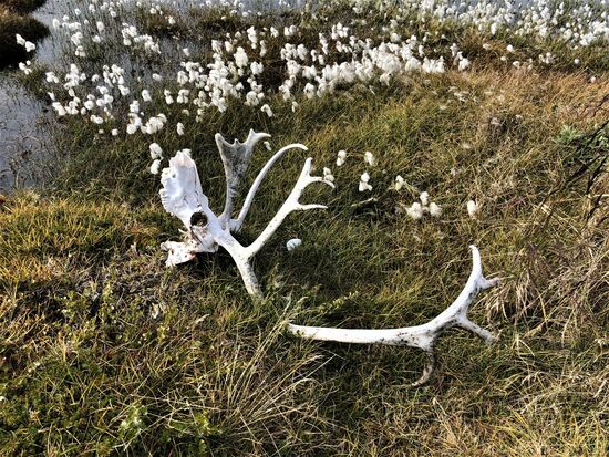 Tod im Sumpf - umgeben von Wollgras.