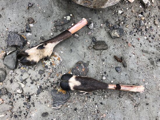 Rentierfüße - Überbleibsel von der Jagd