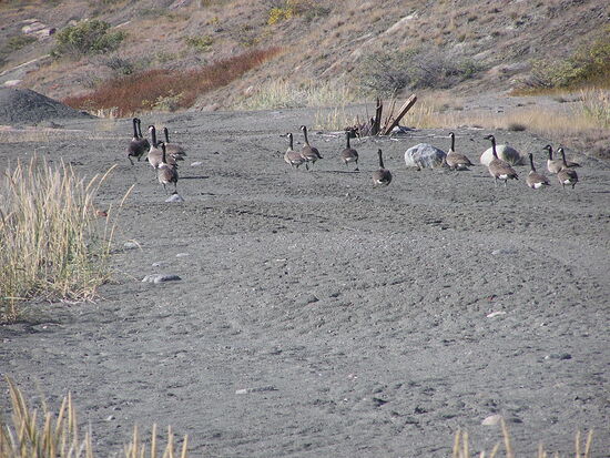 wenn die Wildgänse kommen