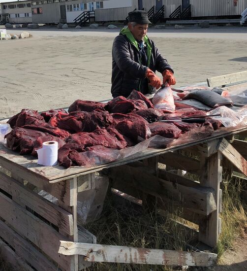 Fangfrischer Mink-Wal. Schmeckt übrigens sehr gut - wie "fluffiges" Rindfleisch