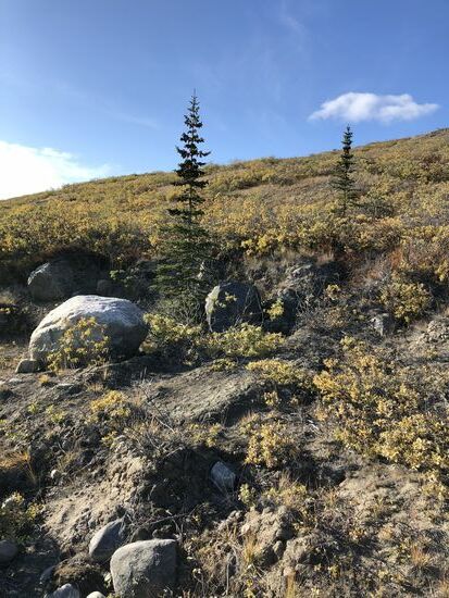 Misslungener Versuch, Bäume anzusiedeln. Das sind die kläglichen Überreste des Experiments