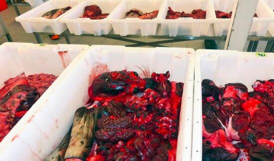 Appetitanregende Auslage im Qimatulivik