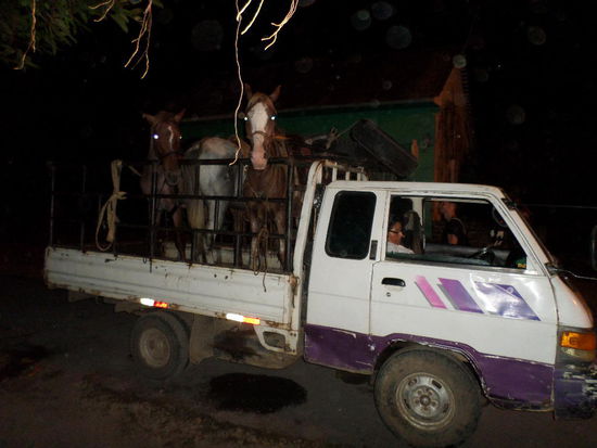 Auch Pferde wollen vom Dorffest transportiert werden