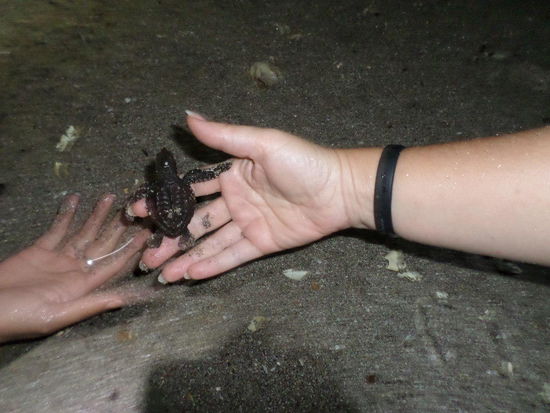 Nationalpark La Flor, Schildkrötenbabies