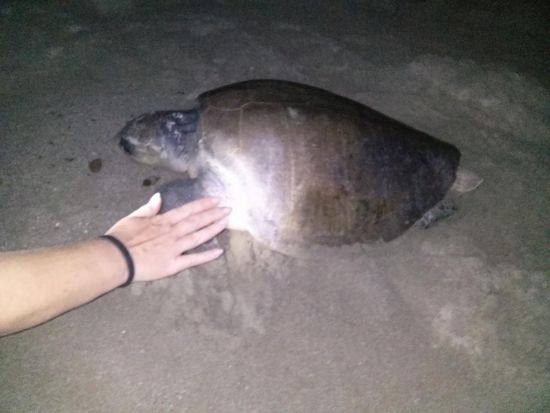 Schildkrötenmuttis bei der Eiablage