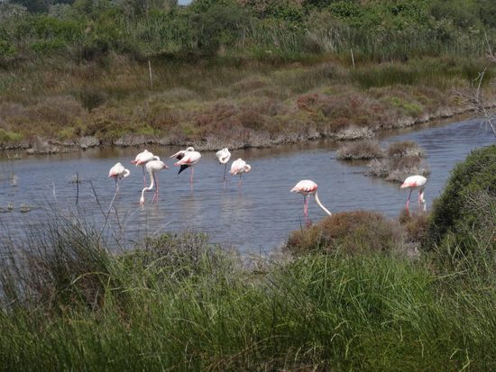 Nicht zu vergessen sind die Gäste der Camargue, die Flamingos, welche in großen Zahlen durch die Feuchtgebiete stelzen und mit ihrem gebogenen Schnabel das Wasser nach den kleinen Salinenkrebschen durchsuchen.