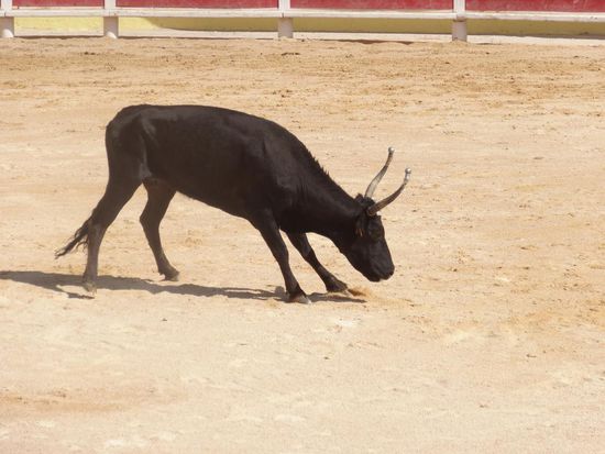 Der Stierkampf ist hier ein reiner Spaß für den Stier wie auch für die jungen und nicht ganz so jungen Männer. Stier und Reiter ärgern sich nur und stellen ihren Mut unter Beweis.