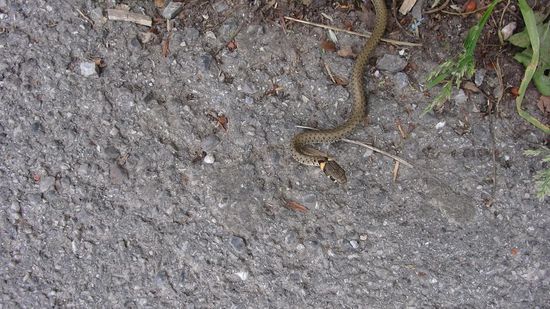 eine Natter, Ringelnatter, Würfelnatter oder Schlingnatter Jungtier,
jung und neugierig die kleene, aber alle ungefährlich..., auch als Große!!