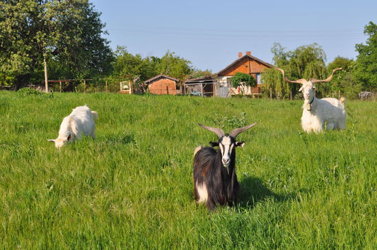 Da hab ich ja Bock drauf