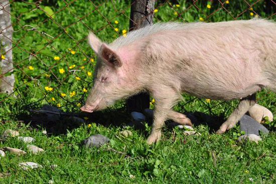 die Jungs sind immer und überall auf den Straßen oder neben den Straßen unsere Wegbegleiter und abends schmecken Sie uns lecker �