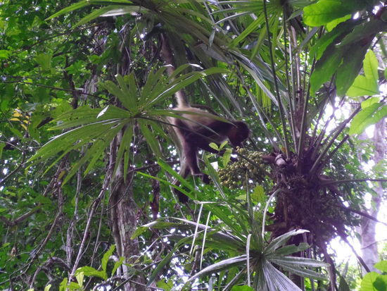 Affe beim Schnabulieren.