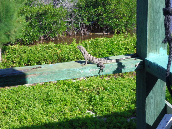 Besuch auf unserem Balkon