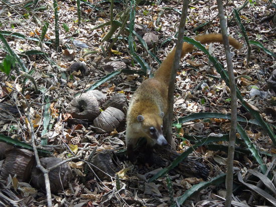 Auf dem Weg zu den Ruinen...