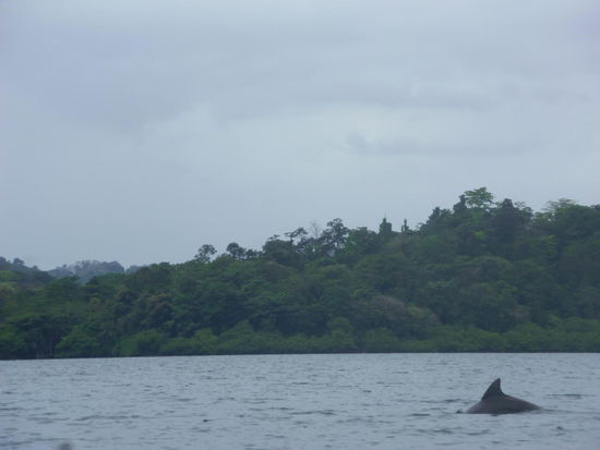 Delphin