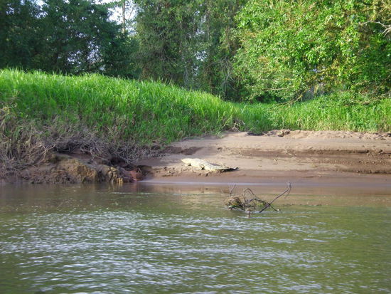 Krokodil während der Anreise