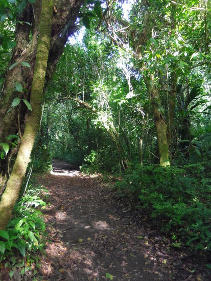 Wanderweg im Dschungel