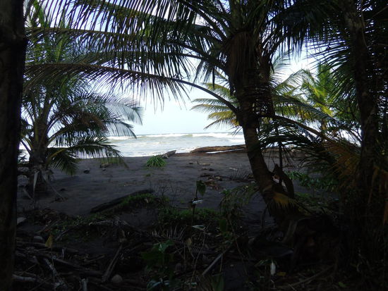Blick vom Regenwald zum Strand