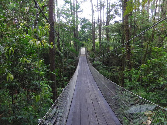 Hängebrücke im Parque Nacional Volcán Arenal