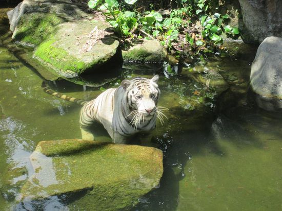 Singapur Zoo