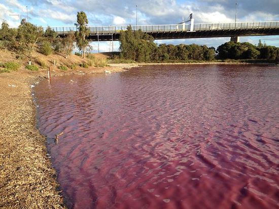 Pink Lake