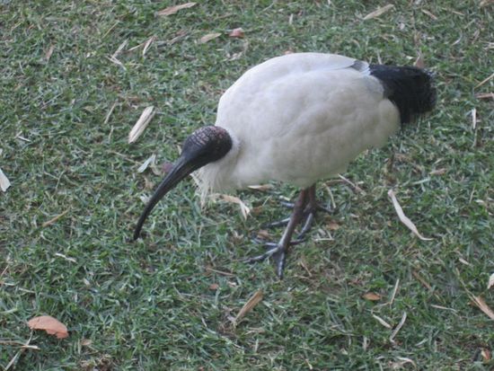 Vogel im Botanischen Garten