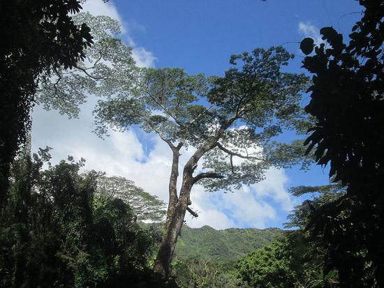 Dschungel auf Hawaii