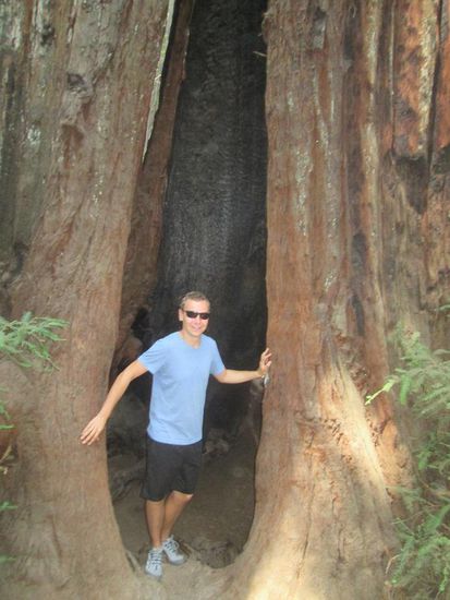 Ein sehr großer Baum