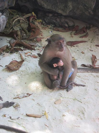Monkey Beach