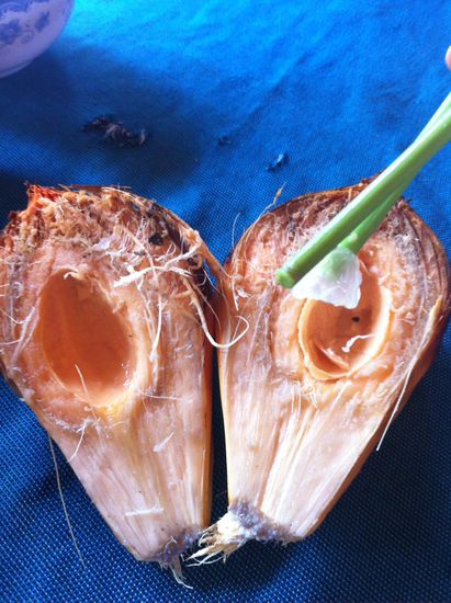 So ißt man Watercoconut