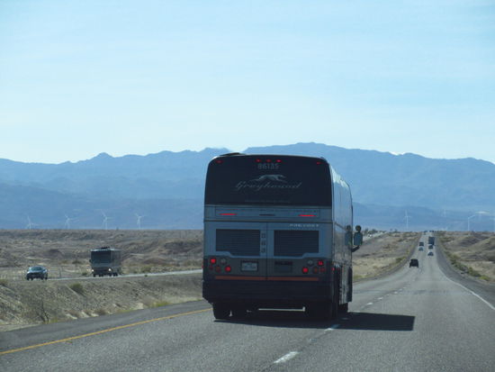 Greyhound von hinten