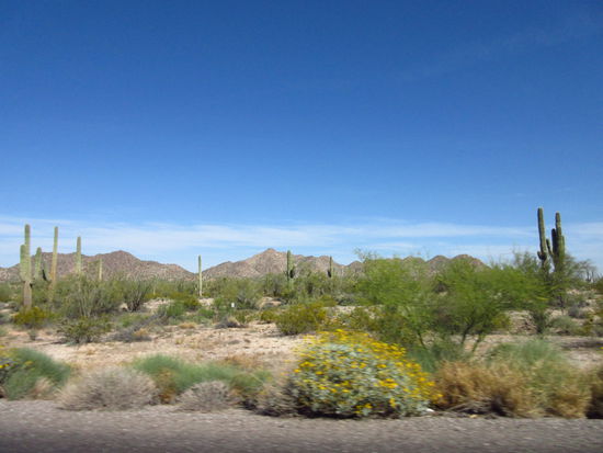 Saguaro Kakteen, wohin das Auge schaut