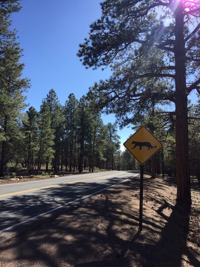 Hier leben u.a. auch Puma's