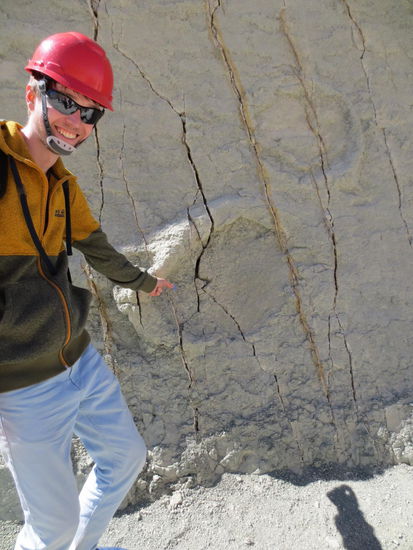 Hier ein relativ kleines Exemplar eines Paul, leicht erkennbar an seinem rotem Schopf  Heute nahezu ausgestorben.