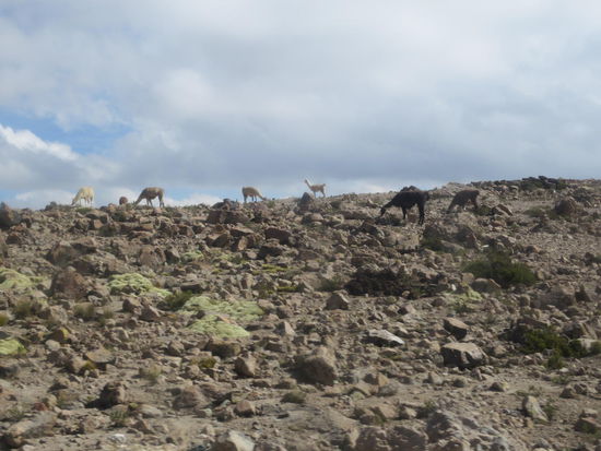 Auf der Hochebene, die wir überquerten, begegneten uns unzählige freilaufende Lamas und Alpacas