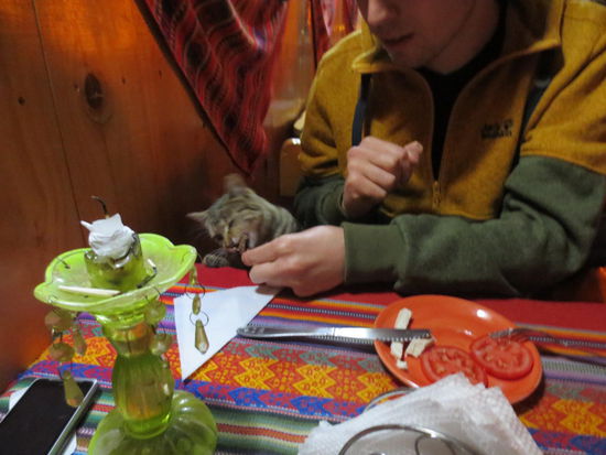 Raubtierfütterung beim Abendessen