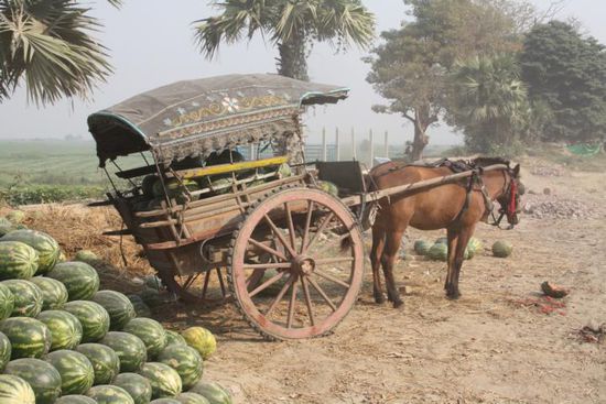 Traditionelle Melonenernte.