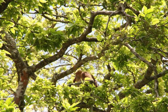 Langnasenaffe im Bako Nationalpark.