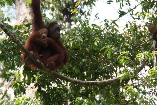Orang Utans im Semenggoh Wildlife Centre.
