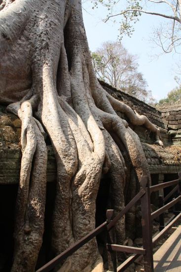 Bäume umschlingen die alte Tempelanlage von Angkor Wat. Hier wurde der Film"Tomb Raider" mit Angelina Jolie gedreht.