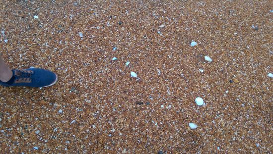 Die rot orangen Muschelstücke