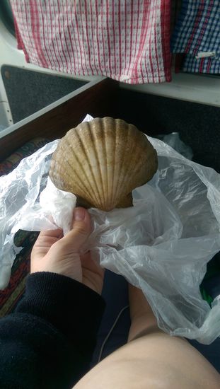 Die größte von mir gefundene Muschel..